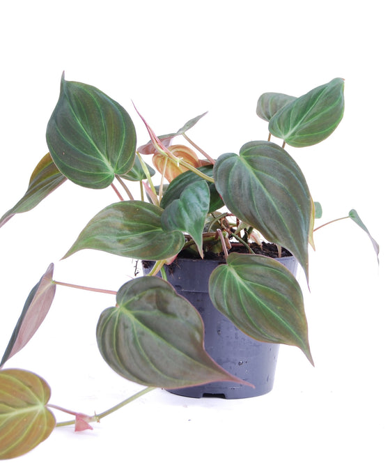 Philodendron hederaceum var. hederaceum (Micans) Image 3