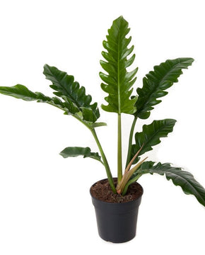 Philodendron ‘Narrow’
