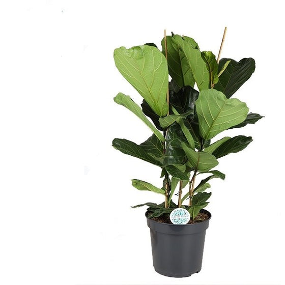 Ficus lyrata 'Fiddle Leaf Fig' Image 3