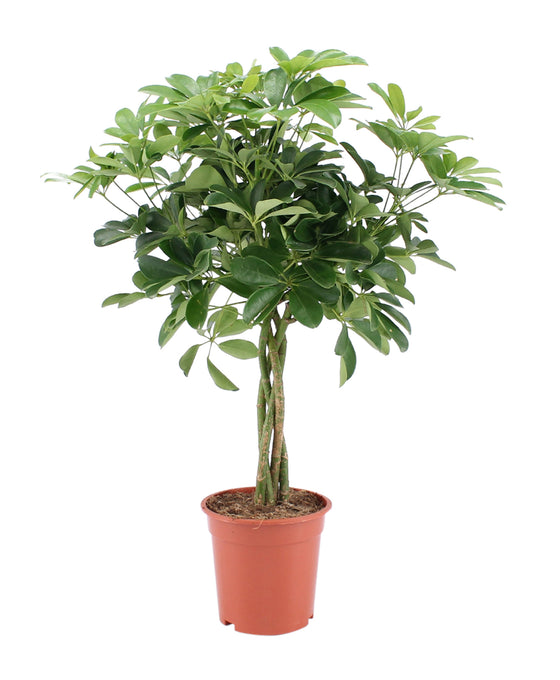 Schefflera arboricola 'Nora' (syn. Heptapleurum arboricola) Image 2