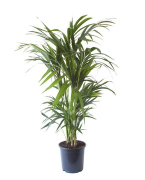 Howea forsteriana - Kentia Palm