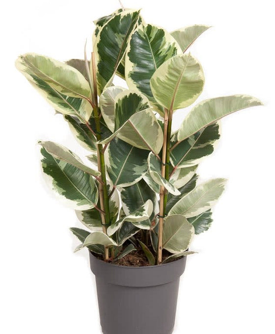 Ficus elastica Image 2