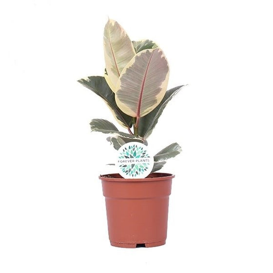 Ficus elastica Image 8