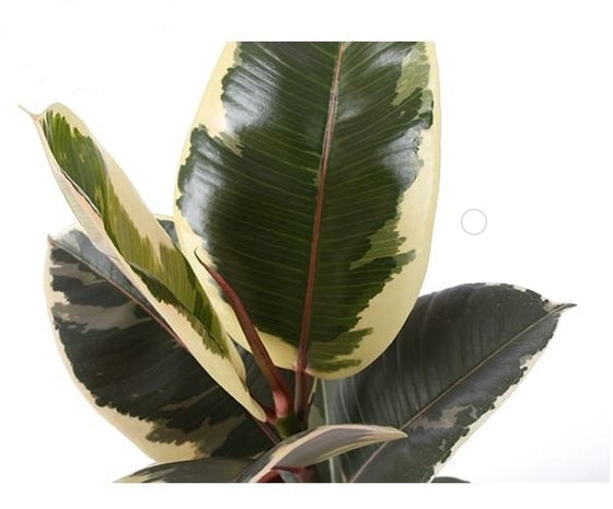 Ficus elastica Image 9