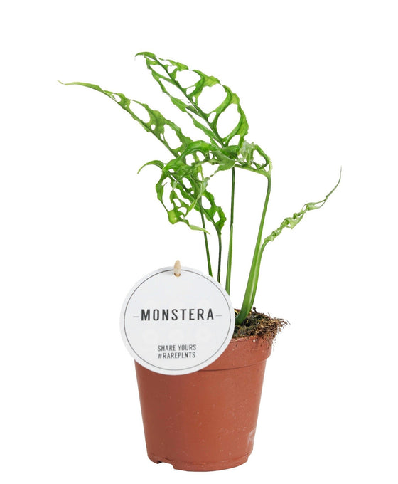 Monstera obliqua Peru Form Image 1