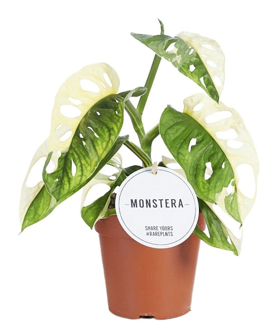 Monstera adansonii 'Variegata' Image 2