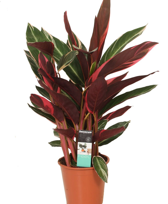 Stromanthe thalia 'Triostar' Image 1