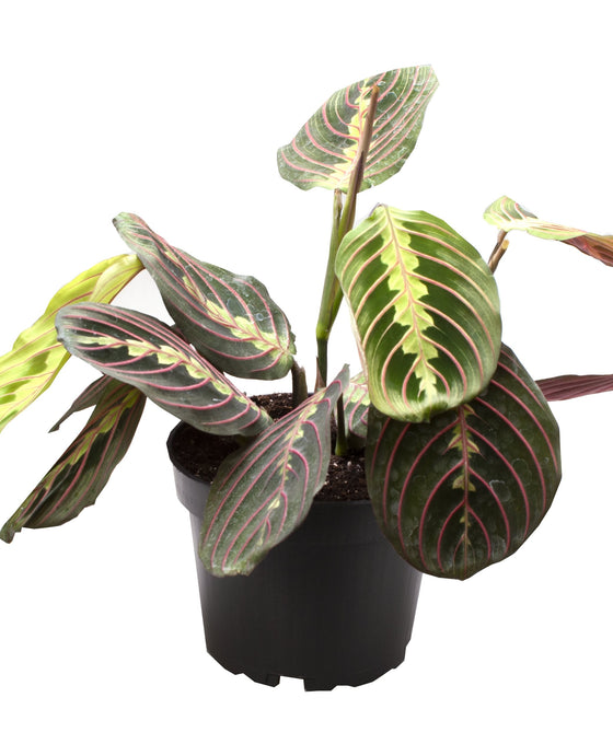 Maranta leuconeura var. Erythroneura Image 4