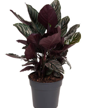 Calathea ornata