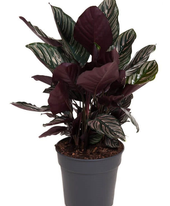Calathea ornata Image 1