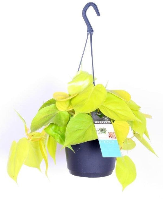 Philodendron hederaceum 'Lemon Lime' Image 2