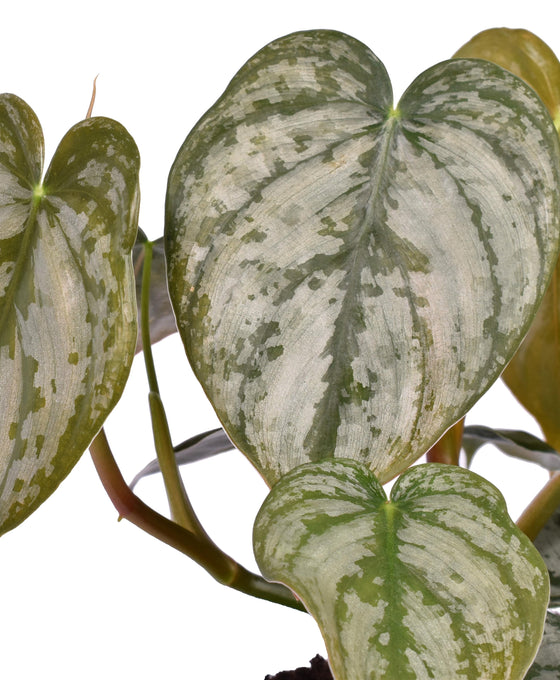 Philodendron brandtianum Image 3