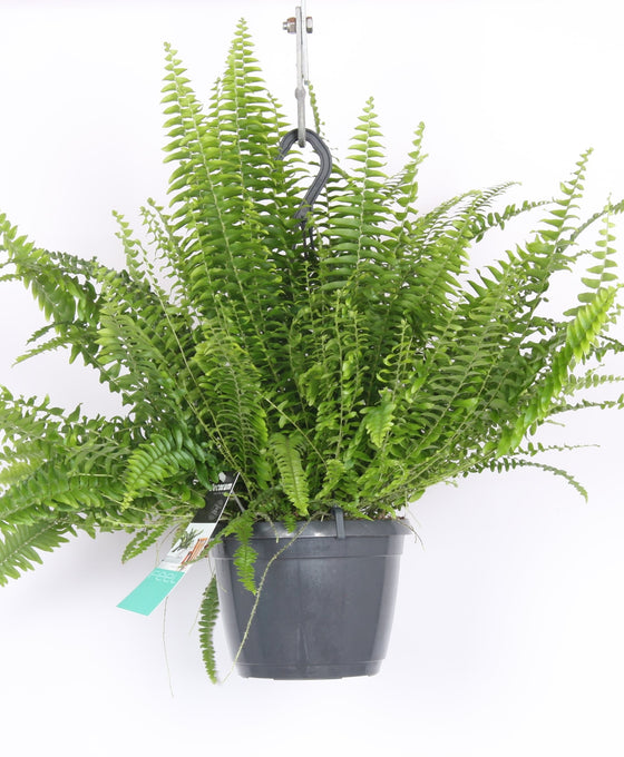 Nephrolepis exaltata 'Green Lady' Image 4