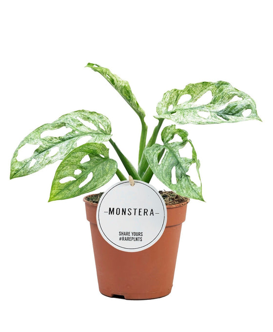 Monstera adansonii 'Mint' Image 1