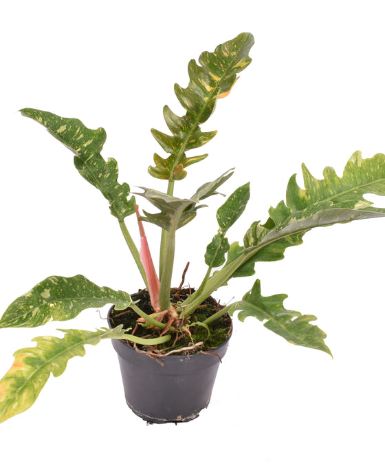 Philodendron ﻿'Ring of Fire' Image 2