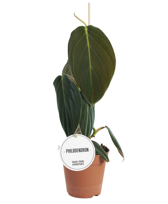 Philodendron gigas Image 1