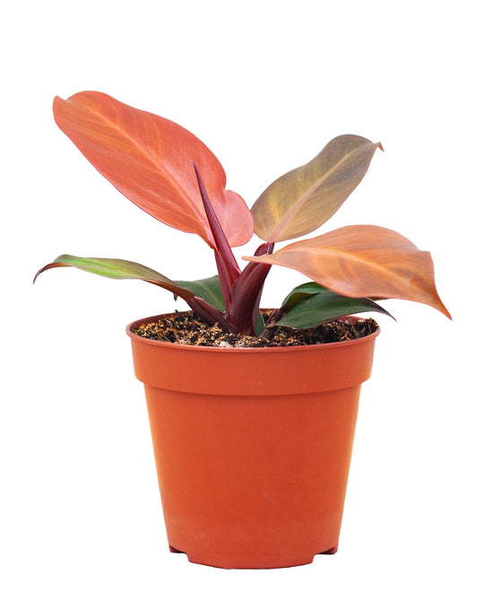 Philodendron McColley's Finale Image 1