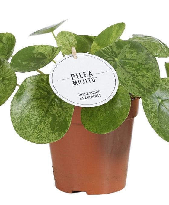 Pilea peperomioides Image 3