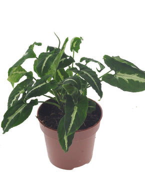 Syngonium wendlandii