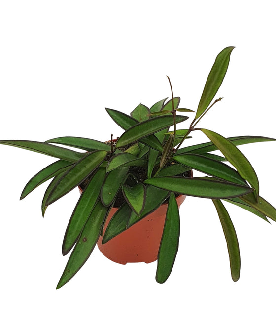 Hoya wayetii Image 2