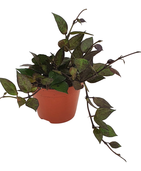 Hoya krohniana 'Black' Image 2
