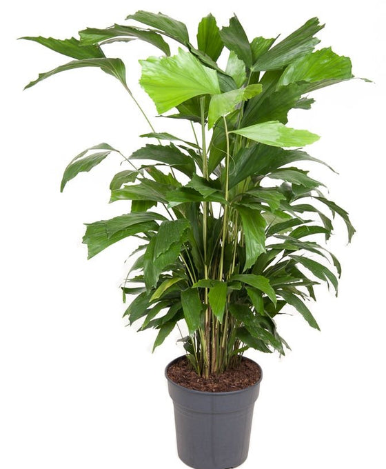 Caryota Mitis Image 1