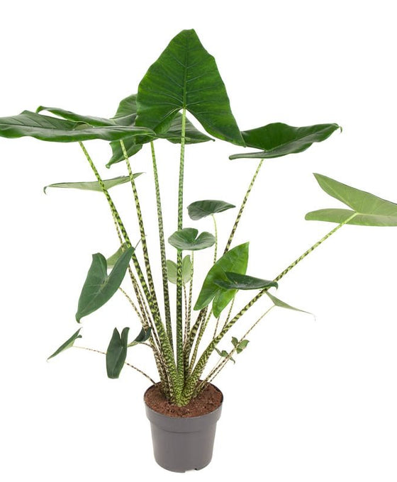 Alocasia zebrina Image 4