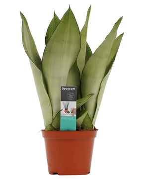 Sansevieria trifasciata 'Moonshine'