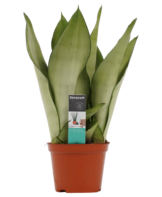 Sansevieria trifasciata 'Moonshine' Image 1