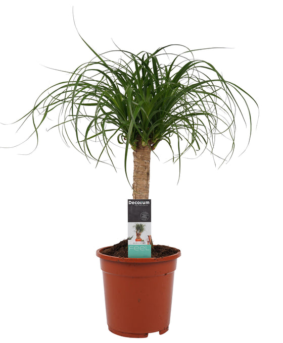 Beaucarnea recurvata Image 3