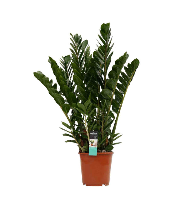 Zamioculcas zamiifolia - ZZ plant Image 5