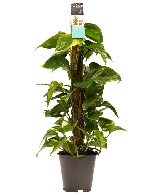 Epipremnum aureum - Devils Ivy, Pothos Image 5