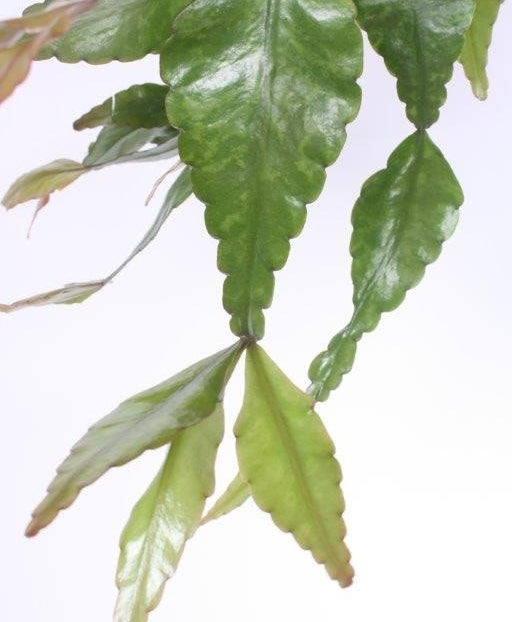 Rhipsalis elliptica Image 2