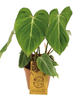 Philodendron gloriosum
