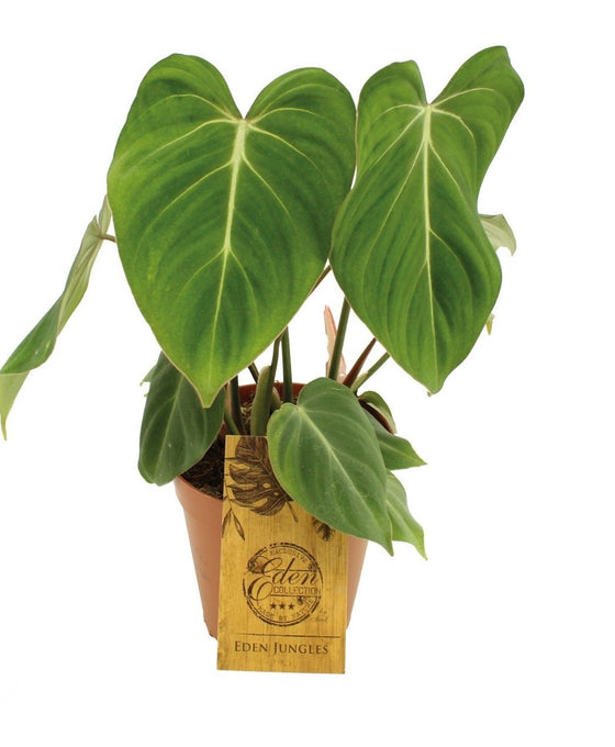 Philodendron gloriosum Image 1