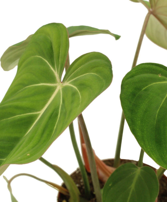 Philodendron gloriosum Image 4
