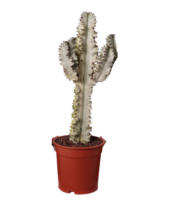 Euphorbia ingens 'Variegata' Image 2