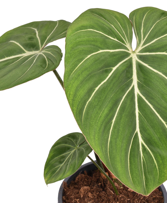 Philodendron gloriosum Image 2