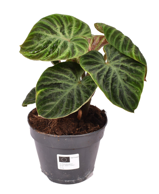 Philodendron verrucosum Image 2