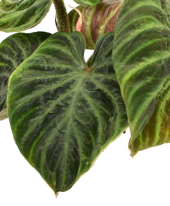 Philodendron verrucosum Image 3