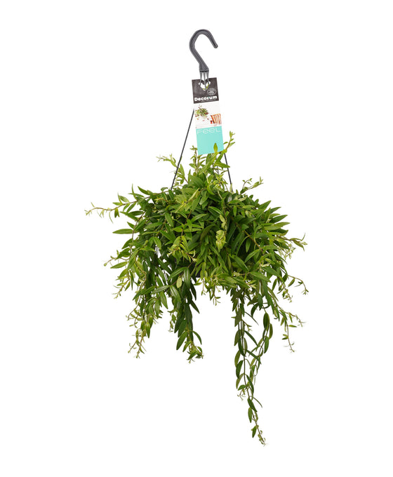 Aeschynanthus japhrolepis Image 1