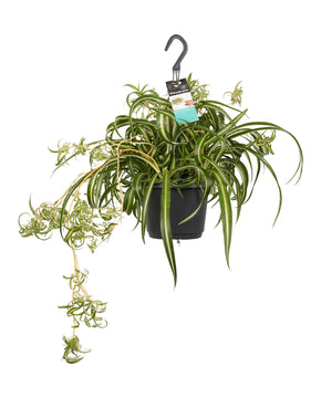 Chlorophytum comosum ‘Variegatum’