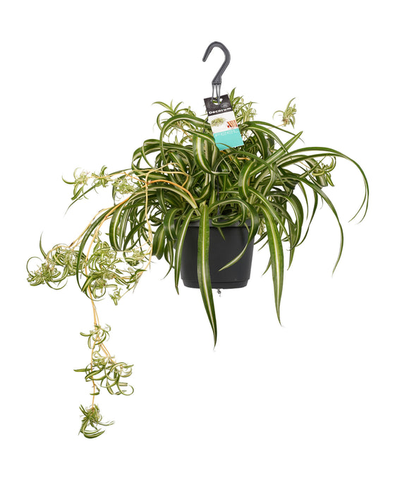 Chlorophytum comosum ‘Variegatum’ Image 1