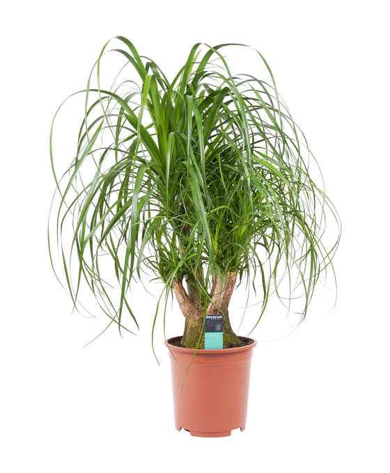 Beaucarnea recurvata Image 2