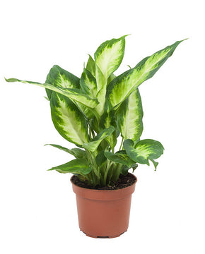Dieffenbachia 'Camille'