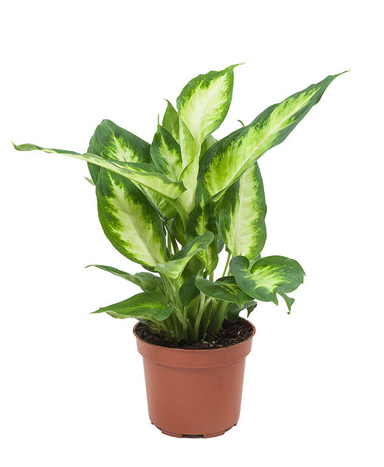 Dieffenbachia 'Camille' Image 1