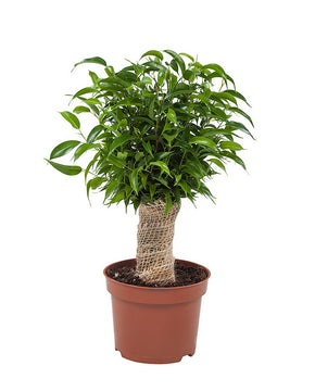 Ficus Natasja