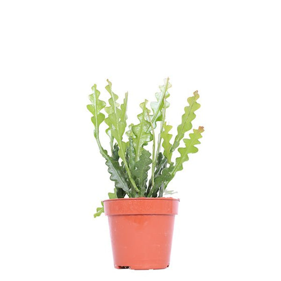 Disocactus anguliger (syn. Epiphyllum anguliger) Image 6