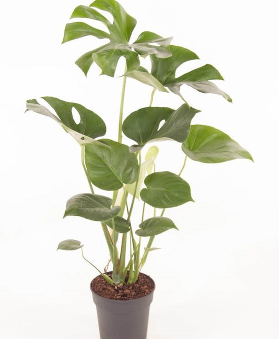 Monstera deliciosa Image 5