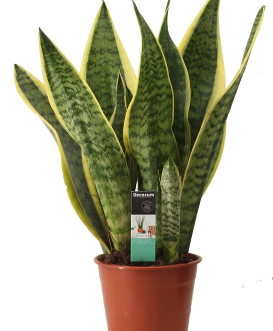 Sansevieria trifasciata 'Futura Superba' Image 2